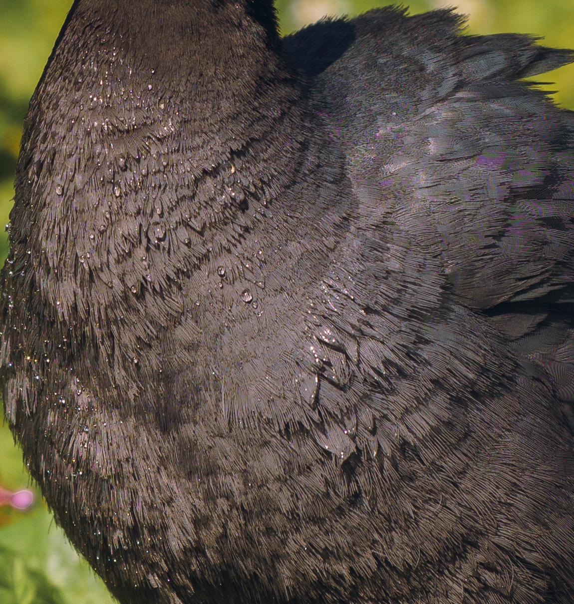 A Close Up Of A Eurasian Coot